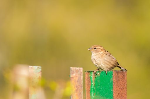 A selective focus shot of a house sparrow perched on a etal fence during daylight