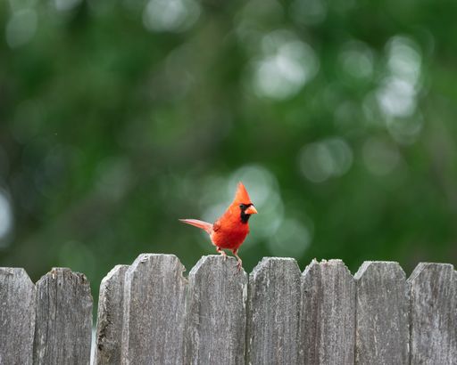 A male northern cardinal perched on a wooden fence.