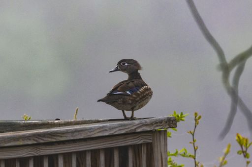 A closeup shot of a little Wood duck at the top of the roof