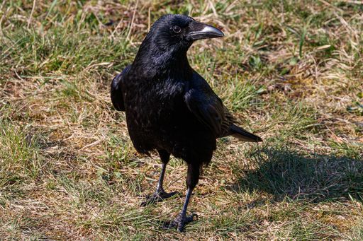 A portrait of an American crow in a grassy meadow. Corvus brachyrhynchos.