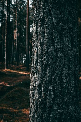 A tree stands amidst a lush forest, its trunk covered with dark grayish lichen.