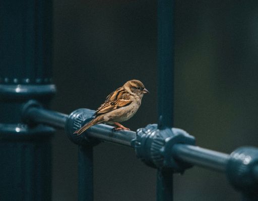 A sparrow perched atop a steel railing.
