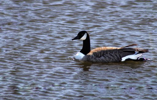 A closeup shot of a Canada goose swimming in the lake