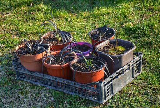 A high angle shot of flowerpots of plants in a box on the grass