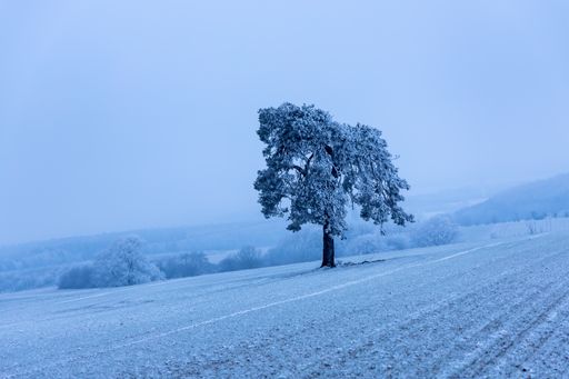 A beautiful view of the snow-covered field with trees under a cloudy sky