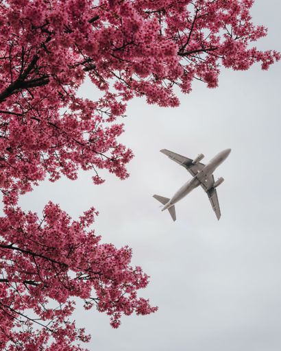 A low angle of an airplane soaring against a bright backdrop of pink blossom flowers
