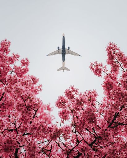 A low angle of an airplane soaring against a bright backdrop of pink blossom flowers