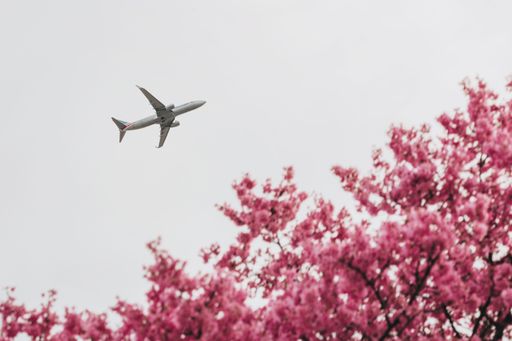 An airplane flying through the cloudy sky above a pink flowering tree