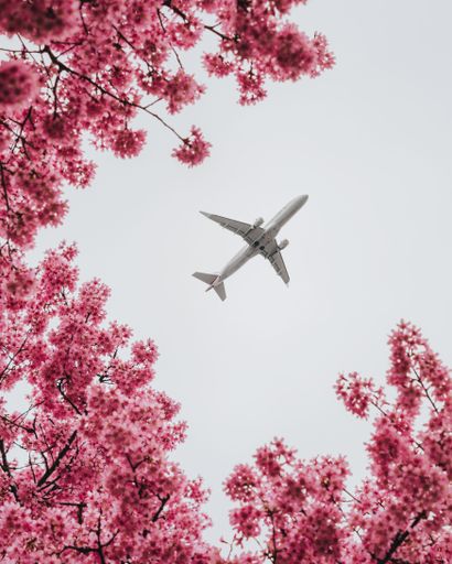 An airplane flying through the cloudy sky above a pink flowering tree