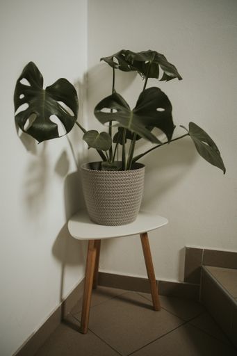 A potted Swiss cheese plant on a stool placed by the staircase