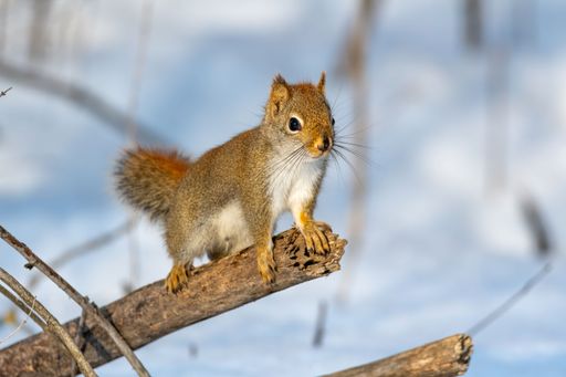 An adorable shot of a fluffy gray-brown squirrel perched on a branch of a tree in a snowy forest
