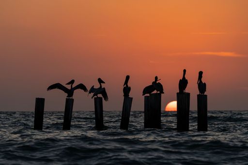 A silhouette of a flock of birds perched atop posts in a tranquil body of water at sunset.