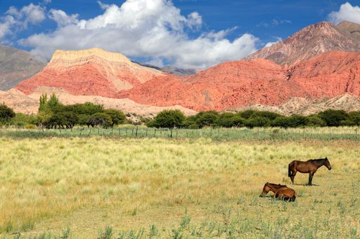 The two horses peacefully graze in a grassy field with red and brown mountains in the background