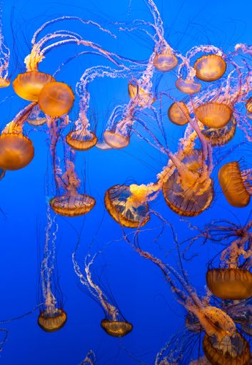 A beautiful shot of glowing jellyfish swimming underwater in an aquarium