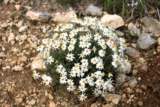 A beautiful view of blackfoot daisy flowers growing in a field