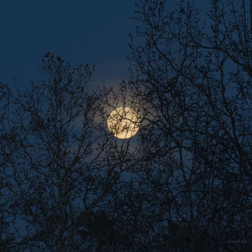 A beautiful night sky with a bright full moon peeking through a cluster of trees, Sacramento Ca, Hazy moon