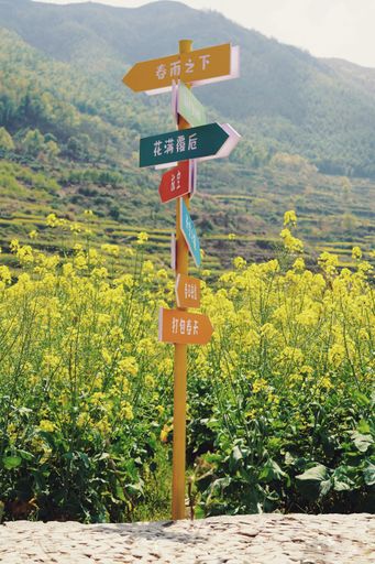 A road sign stands in the center of a vibrant yellow canola flower field, surrounded by a vast landscape