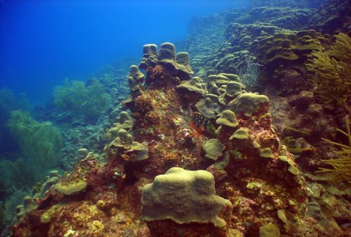 A beautiful shot of the coral reefs under the ocean