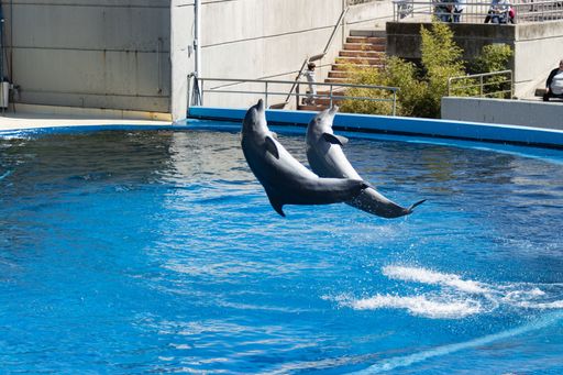 Playful dolphins swimming and performing tricks in a crystal clear blue pool of a Dolphinarium