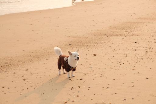 An adorable white puppy stands on the sandy beach shore, looking out at the horizon with a curious expression