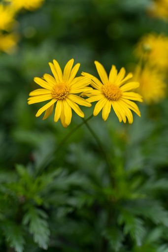 two wild flower cross each other with blurred background, valentine concept.