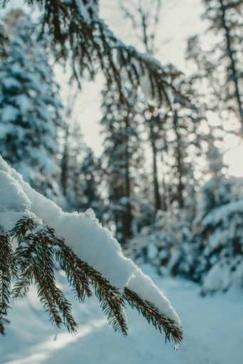 A vertical shot of pine trees covered in snow during daylight