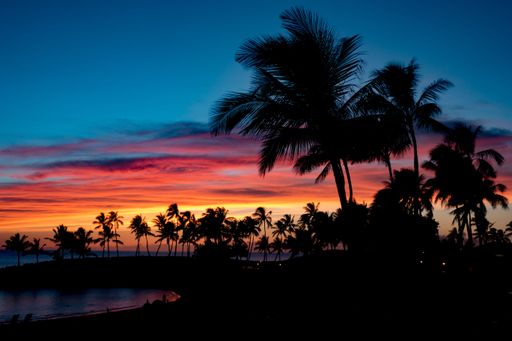 A stunning sunset at a beachfront, with tall palm trees silhouetted against the horizon.