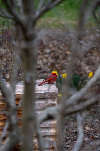 A vibrant red cardinal perched atop a wall in a garden setting