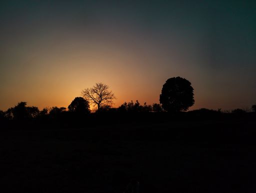 A beautiful sunrise over a tranquil grassy landscape with trees silhouetted against
