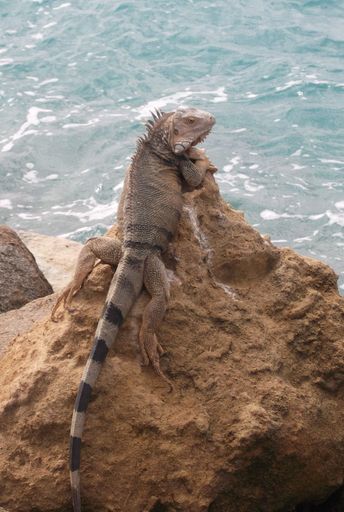 A green iguana is perched atop a rocky ledge overlooking a serene ocean landscape