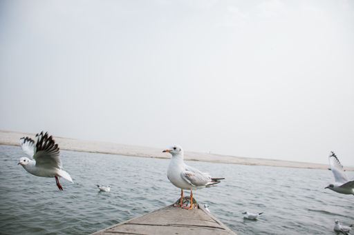 A beautiful shot of cute seagulls on the sea