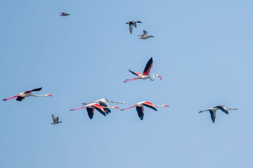 A scenic view of a flock of pink flamingoes soaring in the air