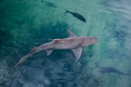 A closeup shot of sharks in the water