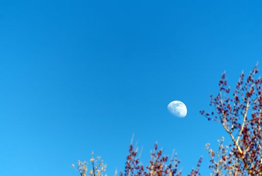 A beautiful shot of moon framed with plants against a blue sky