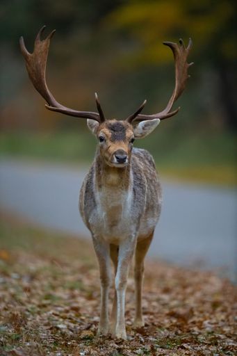 A selective focus shot of horned deer in the forest