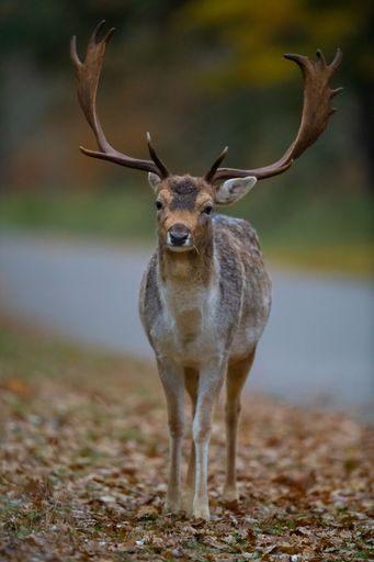 A selective focus shot of horned deer in the forest