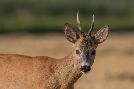 A majestic white-tailed deer walking across a sun-drenched field of golden grass