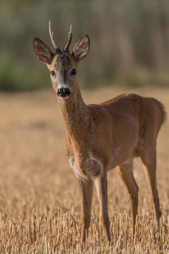 A majestic white-tailed deer standing in a lush, green meadow of tall grass and wildflowers