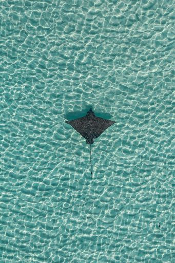 An aerial view of a ray swimming in the crystal-clear sea in the Maldives