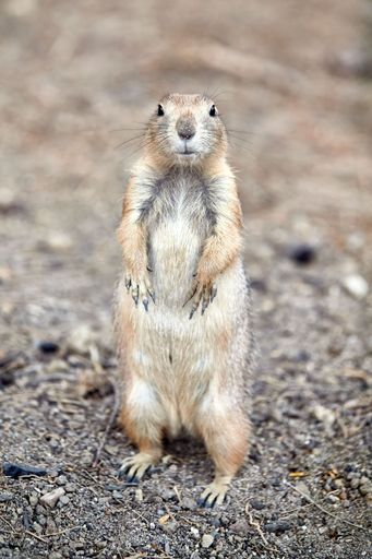 A cute Prairie dog in the woods standing on its little hind legs and looking at the camera