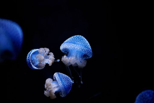 Australian Spotted Jellyfish, Phyllorhiza punctata, illuminated in blue swimming in the water on a black background