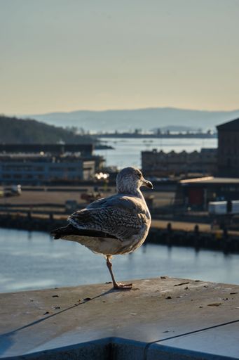 A single seagull perched on a stone wall, balancing on one leg while looking out towards the sea