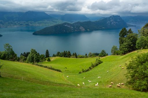 A herd of sheep are grazing on a lush green hillside, with a tranquil body of water in the background