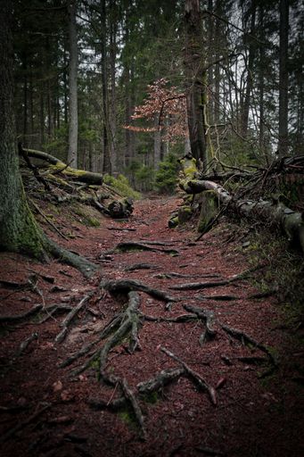 A tranquil forest pathway that has a meandering dirt path leading through it, adorned with gnarled and twisted tree roots