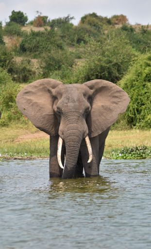 An African elephant stands in shallow water, surrounded by lush green grass