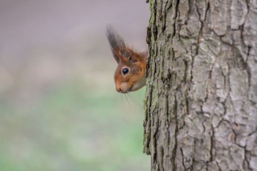 An adorable red squirrel perched atop a brown tree trunk, peering out curiously with its big black eyes