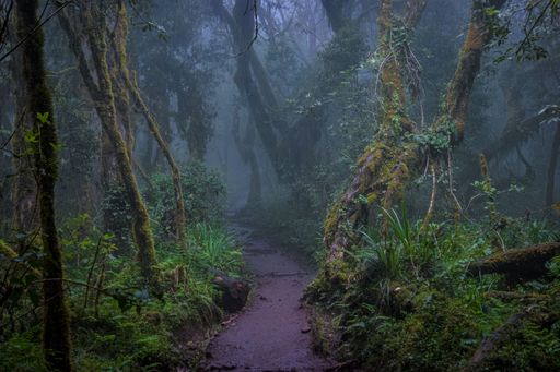A scenic view of a winding dirt path through a lush green rain forest of Mount Kilimanjaro