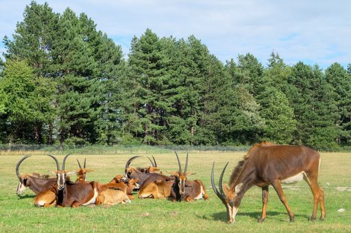 the beautiful, horned antelopes grazing in a green field on the background of green trees