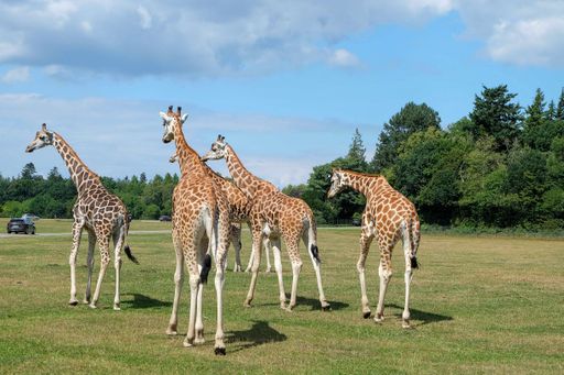 the giraffes in Folly Farm Adventure Park and Zoo Kilgetty in the UK under a cloudy sky