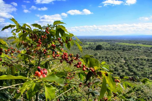 A closeup of coffee beans growing in a Mexican plantation
